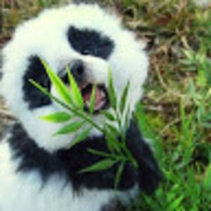 Meet your Posher, Isabella